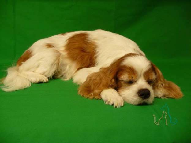 Name:  Cavalier King Charles Spaniel.jpg
Views: 806
Size:  17.7 KB