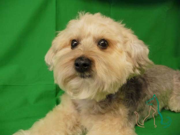 Name:  mixed terrier.jpg
Views: 1481
Size:  19.5 KB
