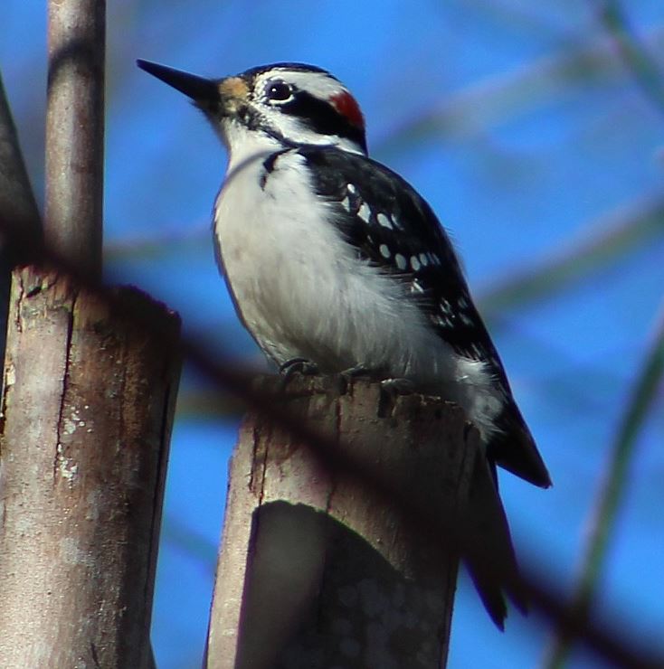 Name:  hairy woodpecker.JPG
Views: 665
Size:  69.5 KB