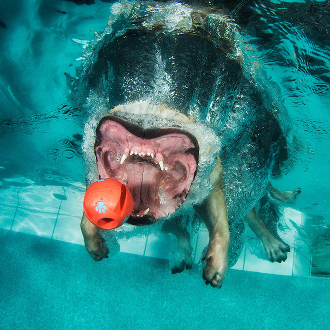 Name:  diving1.jpg
Views: 1259
Size:  245.1 KB