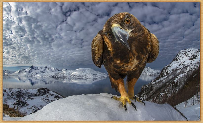 Name:  eggle.JPG
Views: 2078
Size:  83.9 KB