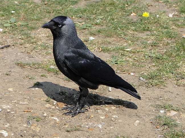 Name:  Jackdaw.jpg
Views: 718
Size:  212.4 KB