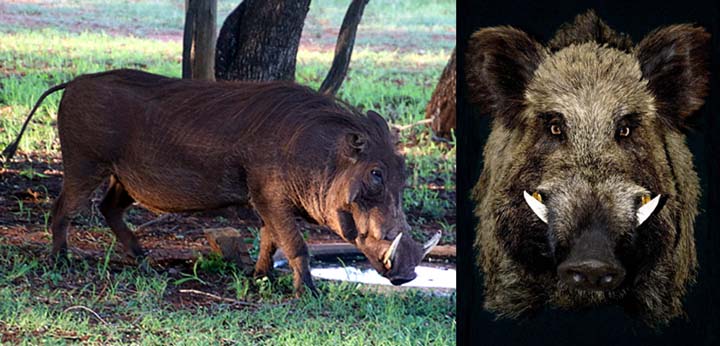 Name:  wild-boar_840x480.jpg
Views: 1780
Size:  58.6 KB