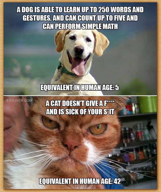 Name:  catz.JPG
Views: 699
Size:  87.6 KB