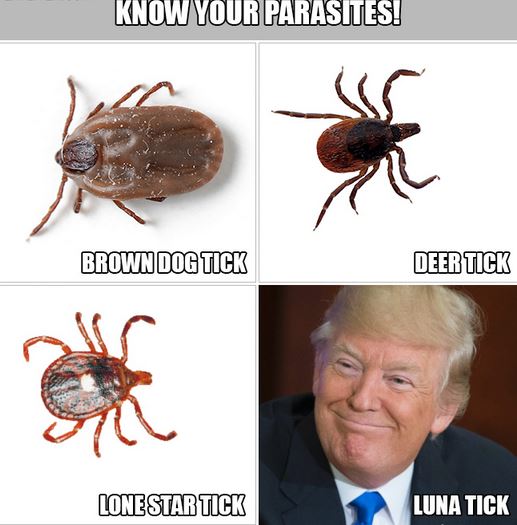 Name:  ticks.JPG
Views: 378
Size:  49.3 KB