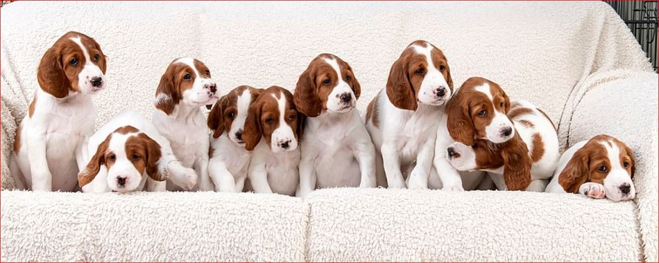 Name:  Red and White.JPG
Views: 847
Size:  176.2 KB