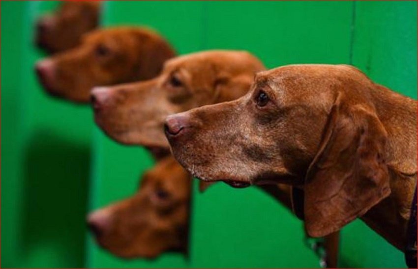 Name:  Vizsla.JPG
Views: 841
Size:  102.8 KB