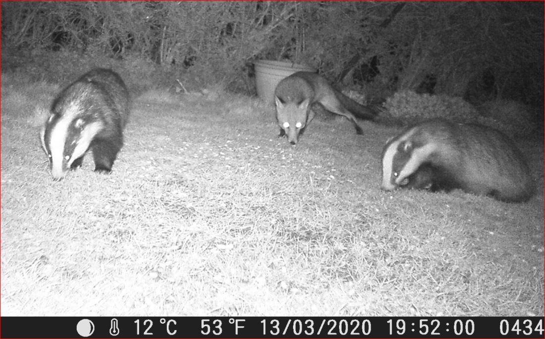 Name:  Garden visitors.JPG
Views: 6439
Size:  151.7 KB