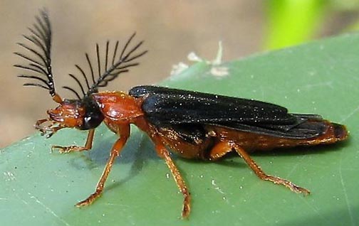 Name:  glowworm.jpg
Views: 813
Size:  31.3 KB