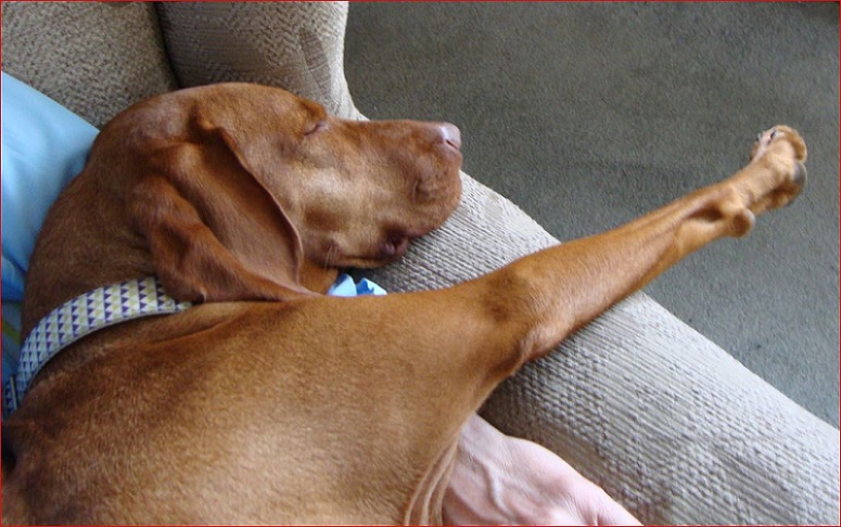 Name:  Let sleeping dogs lie..JPG
Views: 276
Size:  152.4 KB