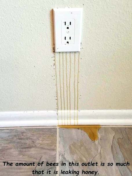 Name:  honeyleak.jpg
Views: 1095
Size:  37.8 KB