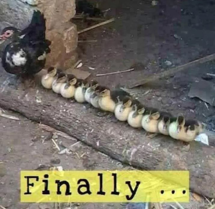 Name:  Finally.JPG
Views: 3082
Size:  78.4 KB