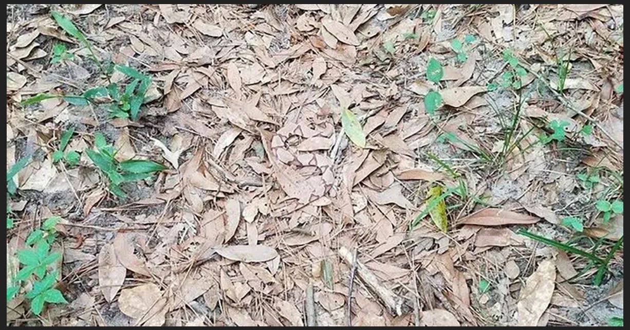 Name:  whirdasnake.JPG
Views: 1174
Size:  233.1 KB
