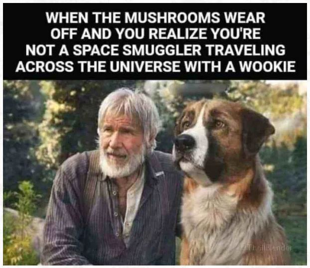 Name:  shroooooms.JPG
Views: 99
Size:  67.4 KB