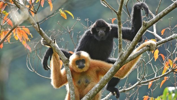 Name:  _112546916_gibbons1-kfbg.jpg
Views: 1448
Size:  48.0 KB