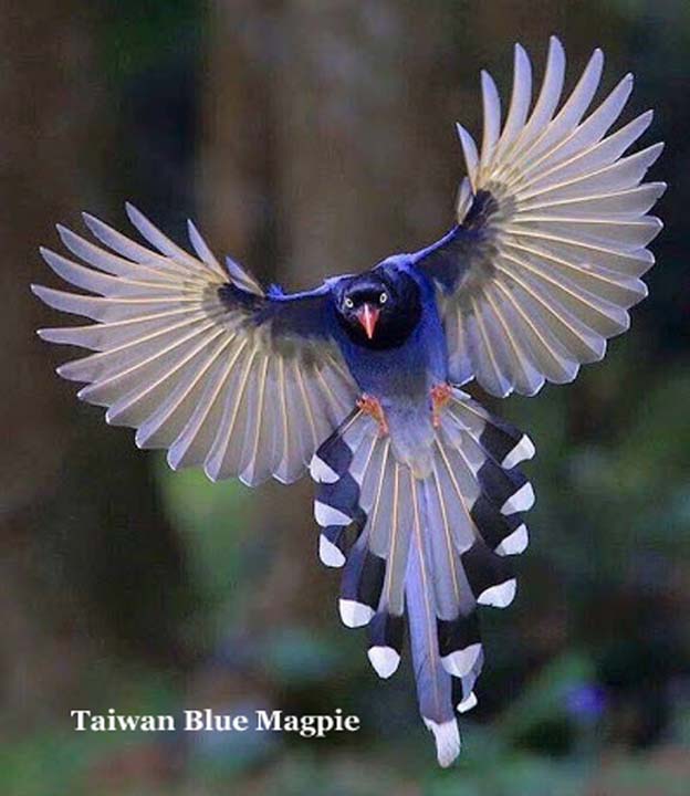 Name:  taiwan.jpg
Views: 1573
Size:  52.0 KB