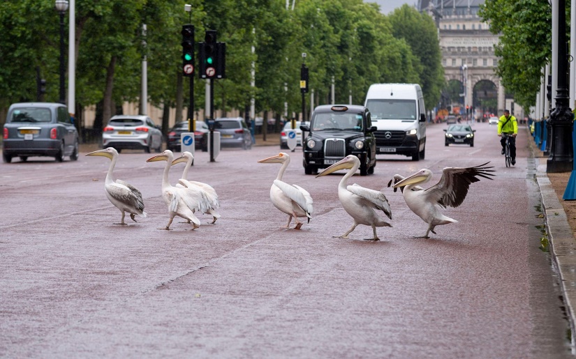Name:  Pelican crossing.jpg
Views: 3805
Size:  191.9 KB