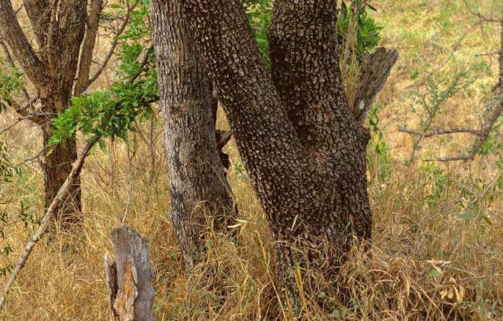 Name:  camo.jpg
Views: 333
Size:  110.6 KB