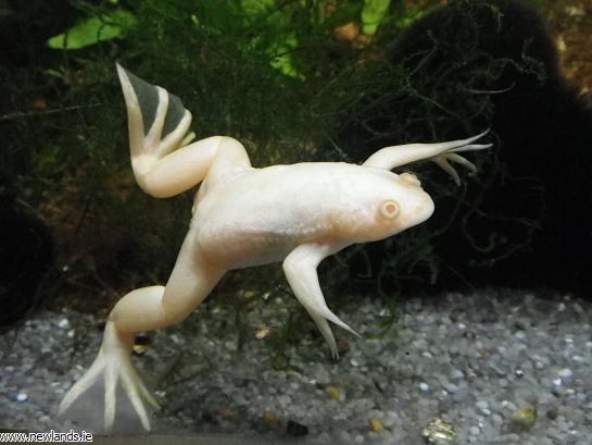 Name:  large-Albino%20Aquatic%20frog.jpg
Views: 2545
Size:  42.8 KB