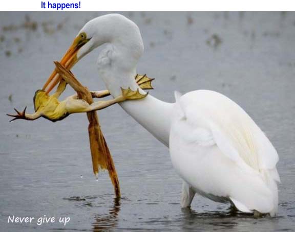 Name:  nevergiveup.jpg
Views: 2752
Size:  26.6 KB