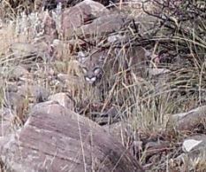 Name:  lion.JPG
Views: 677
Size:  23.3 KB
