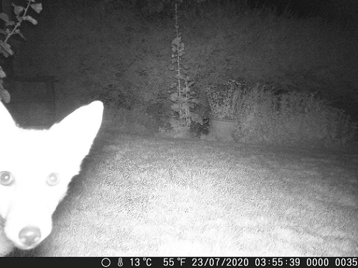 Name:  Curious Fox.JPG
Views: 12062
Size:  146.8 KB