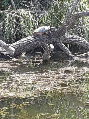 Name:  snapping turtle.png
Views: 2222
Size:  274.5 KB
