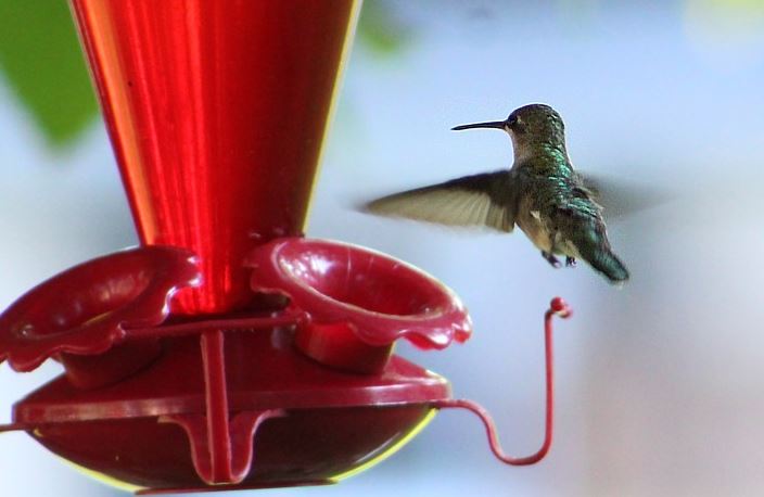 Name:  hummer.JPG
Views: 372
Size:  39.4 KB
