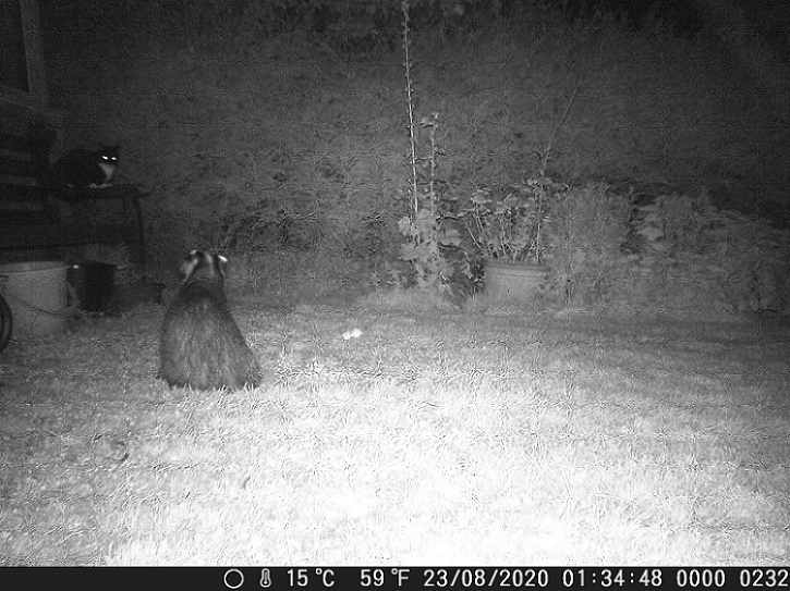 Name:  Badger v Cat.JPG
Views: 6975
Size:  184.9 KB