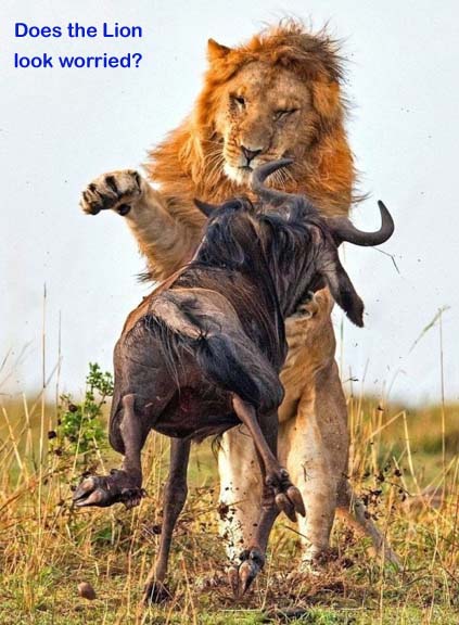 Name:  Lion.jpg
Views: 5412
Size:  54.7 KB