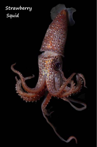 Name:  strawberry squid.jpg
Views: 609
Size:  21.6 KB