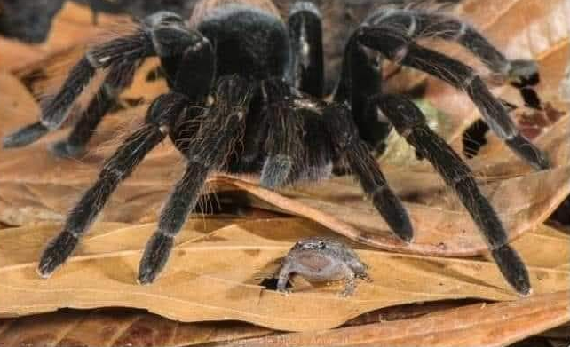 Name:  Spiderog.png
Views: 1374
Size:  383.5 KB