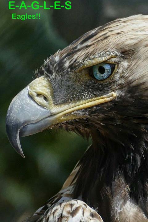 Name:  eagles.jpg
Views: 2385
Size:  53.5 KB