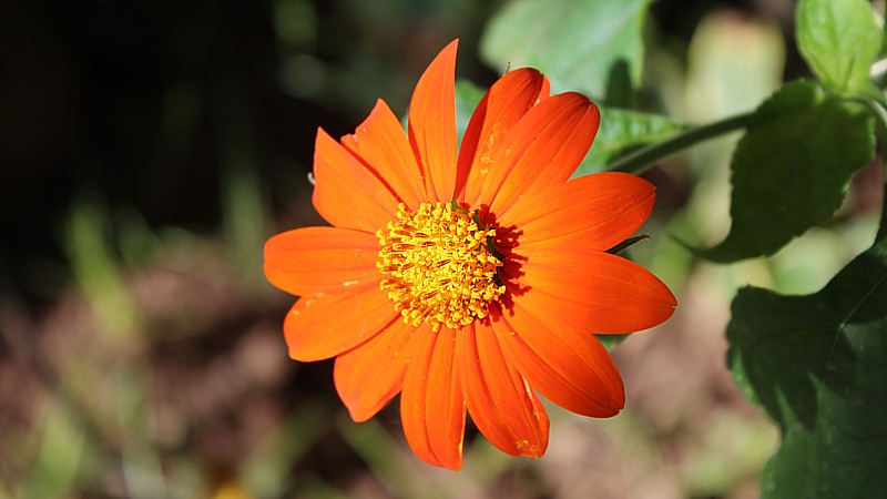 Name:  flower.jpg
Views: 537
Size:  77.6 KB