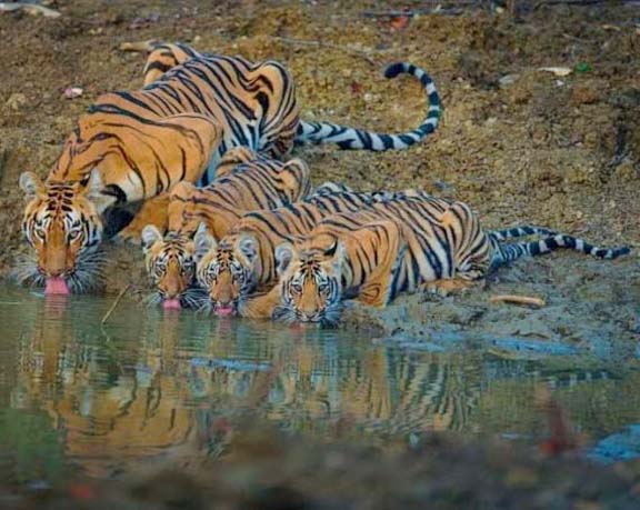 Name:  tiger.jpg
Views: 6035
Size:  54.5 KB