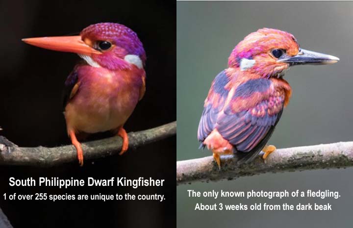 Name:  kingfisher.jpg
Views: 7440
Size:  44.0 KB