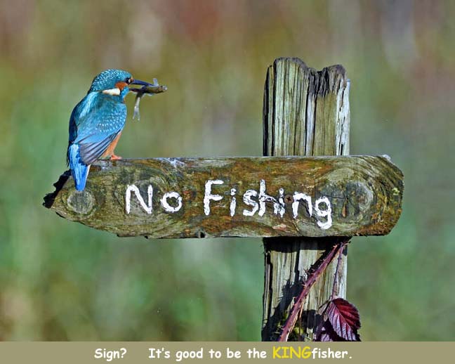 Name:  kingfisher2.jpg
Views: 2106
Size:  48.1 KB