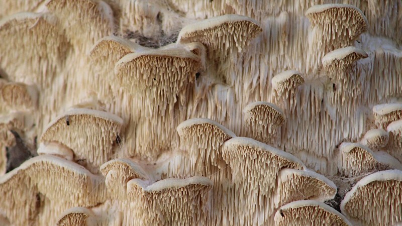 Name:  fungus2.jpg
Views: 1288
Size:  131.9 KB