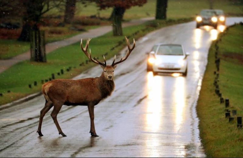 Name:  Richmond Park.JPG
Views: 494
Size:  119.1 KB