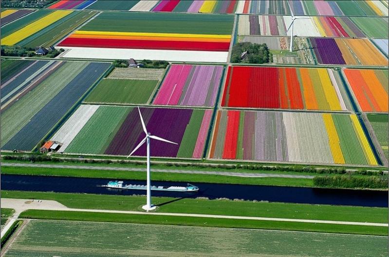 Name:  netherlandstulipfields.jpg
Views: 370
Size:  90.9 KB