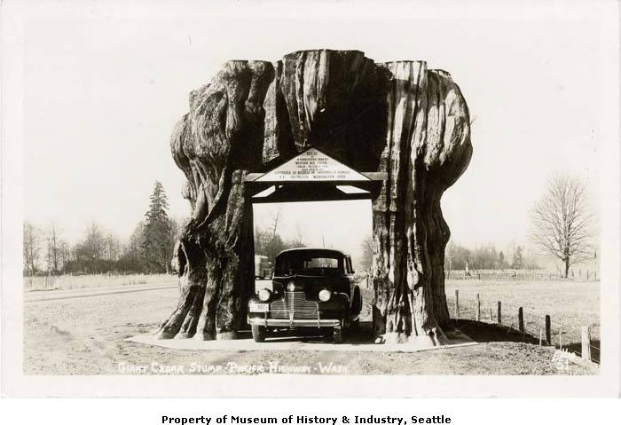 Name:  Car_going_through_giant_cedar_stump_ca_1950.jpg
Views: 399
Size:  50.1 KB