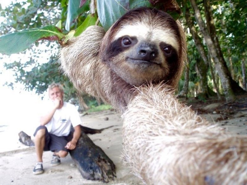 Name:  slothselfie.jpg
Views: 433
Size:  104.3 KB