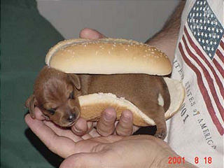 Name:  Hot Dog.jpg
Views: 286
Size:  16.7 KB