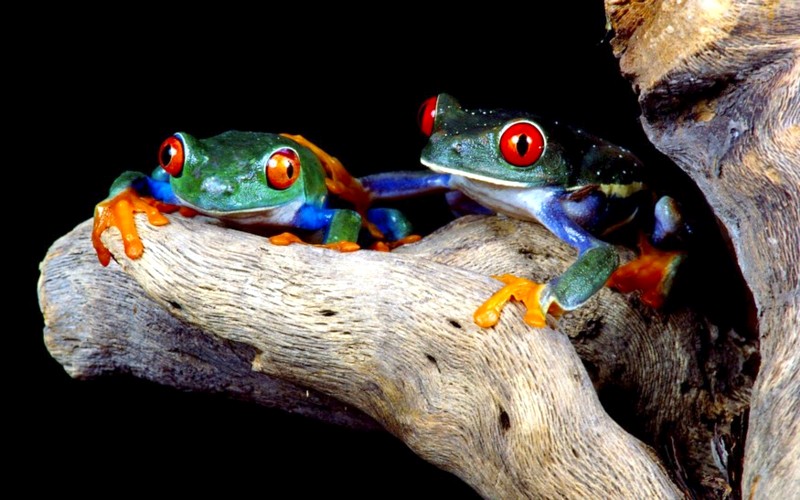 Name:  matedtreefrogs.jpg
Views: 2655
Size:  108.0 KB