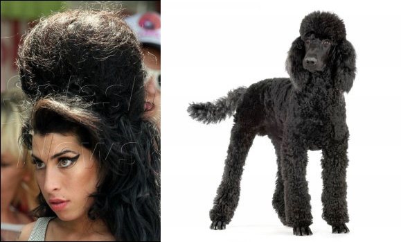 Name:  poodle.jpg
Views: 400
Size:  65.7 KB