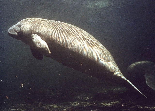 Name:  manatee.jpg
Views: 355
Size:  60.1 KB