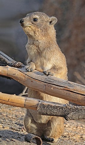 Name:  rock hyrax.jpg
Views: 274
Size:  45.9 KB