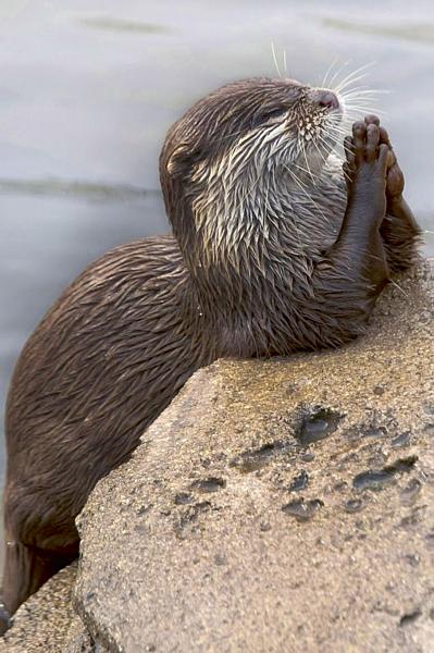 Name:  otter1.jpg
Views: 328
Size:  51.5 KB