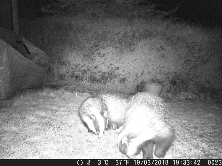 Name:  Badgers.JPG
Views: 136
Size:  199.2 KB