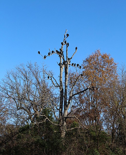 Name:  American Black Vultures 2.jpg
Views: 2025
Size:  141.9 KB